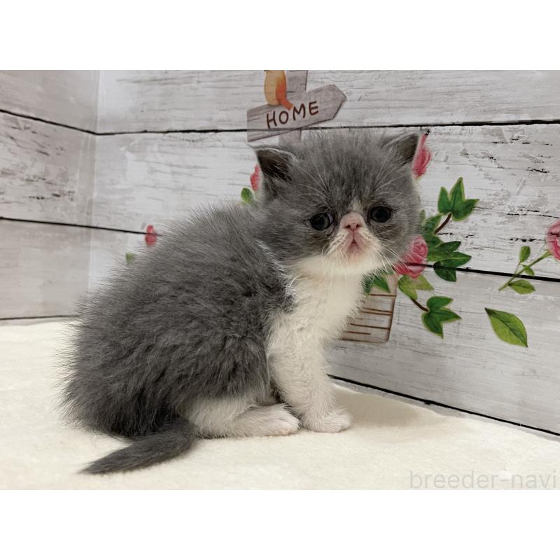 販売中の山梨県のエキゾチックショートヘア-135958の2枚目