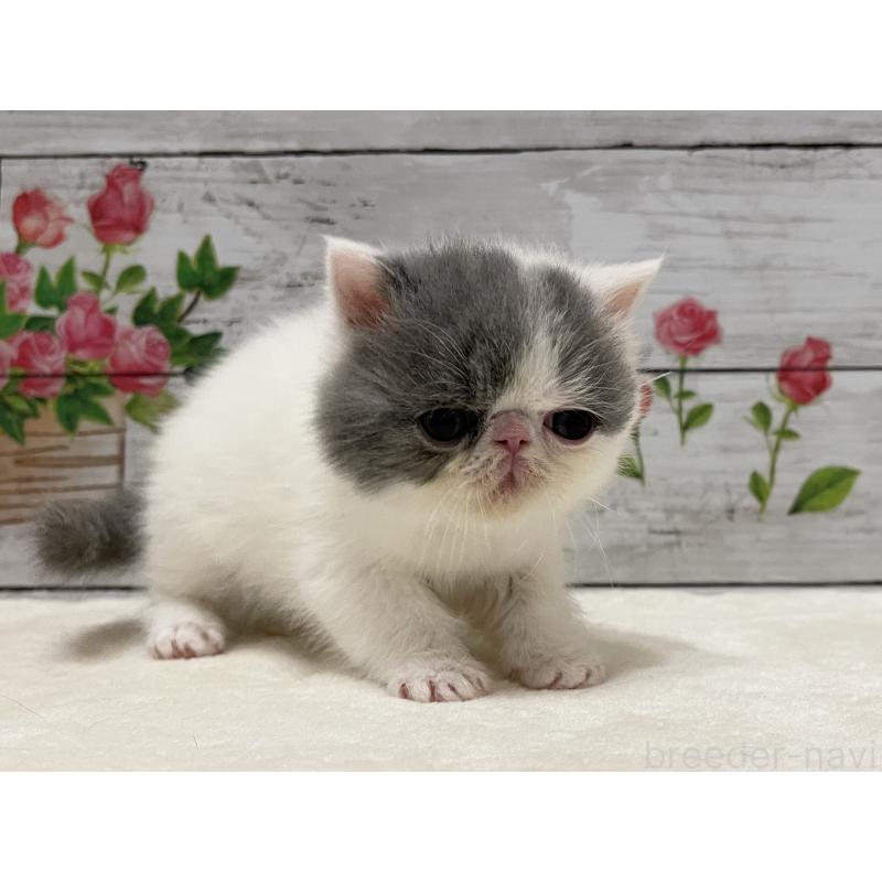 販売中の山梨県のエキゾチックショートヘア-135959の8枚目