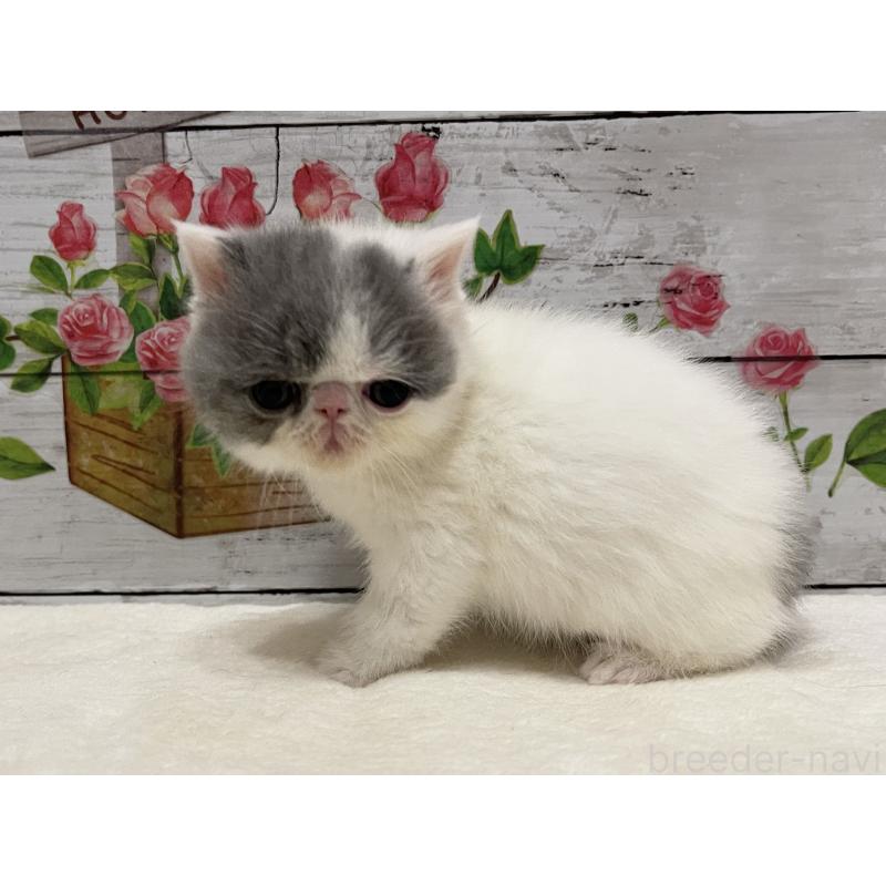 販売中の山梨県のエキゾチックショートヘア-135959の7枚目