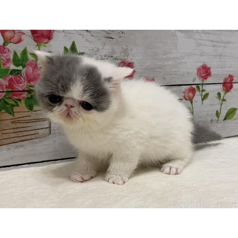 販売中の山梨県のエキゾチックショートヘア-135959の6枚目