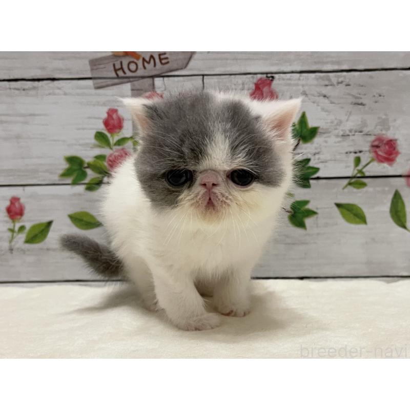 販売中の山梨県のエキゾチックショートヘア-135959の4枚目