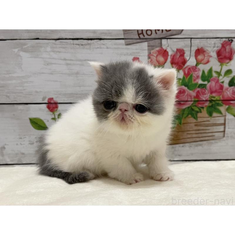 販売中の山梨県のエキゾチックショートヘア-135959の1枚目