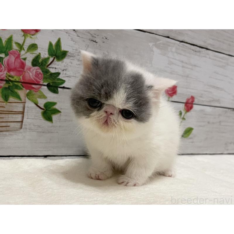 販売中の山梨県のエキゾチックショートヘア-135959の3枚目