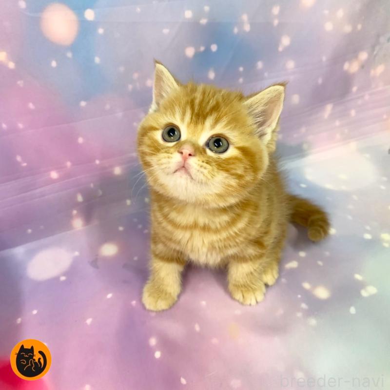 販売中の大阪府のスコティッシュフォールド(折れ耳)-134506