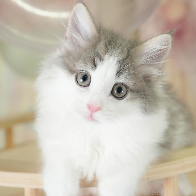 販売中ののノルウェージャンフォレストキャット-135960