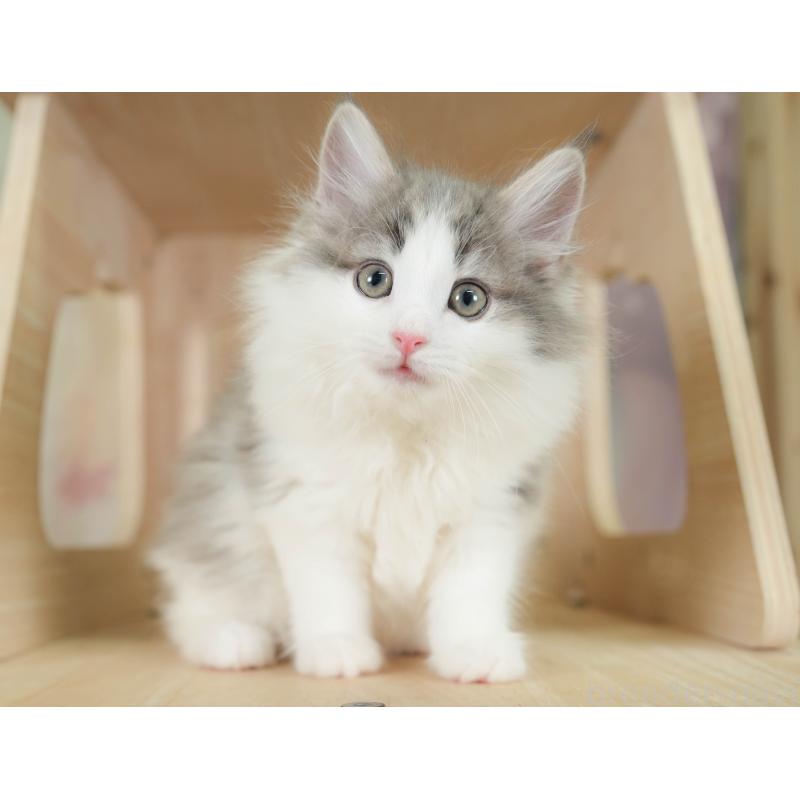 販売中の埼玉県のノルウェージャンフォレストキャット-135960の10枚目