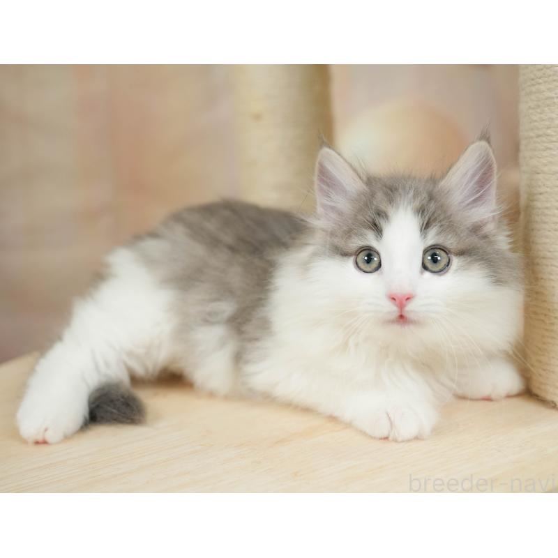 販売中の埼玉県のノルウェージャンフォレストキャット-135960の9枚目