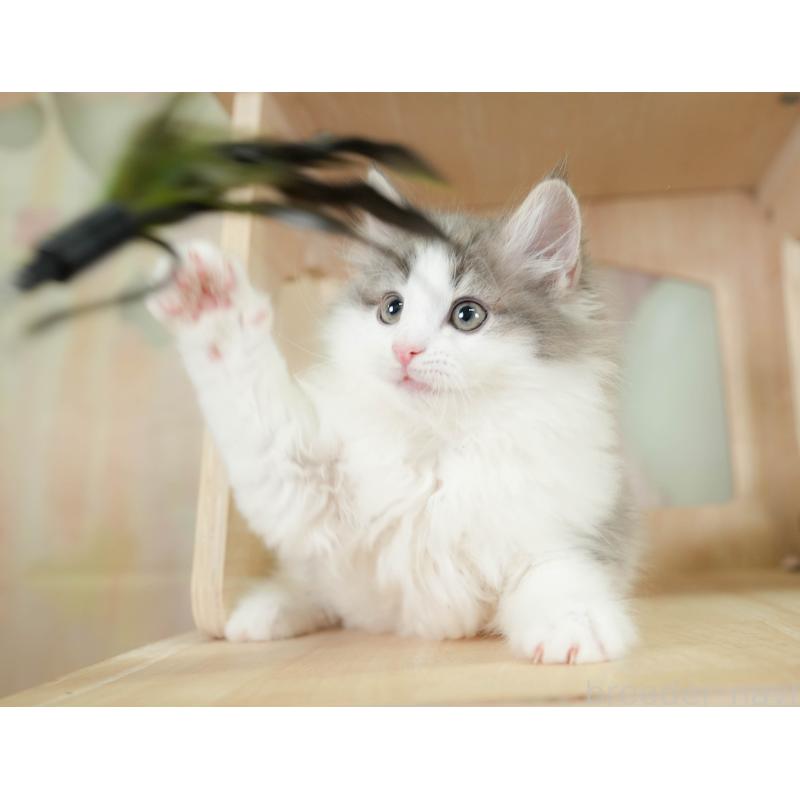 販売中の埼玉県のノルウェージャンフォレストキャット-135960の8枚目