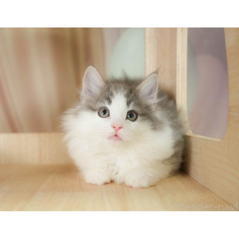 販売中の埼玉県のノルウェージャンフォレストキャット-135960の7枚目