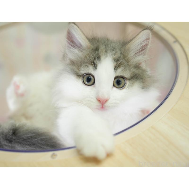 販売中の埼玉県のノルウェージャンフォレストキャット-135960の5枚目