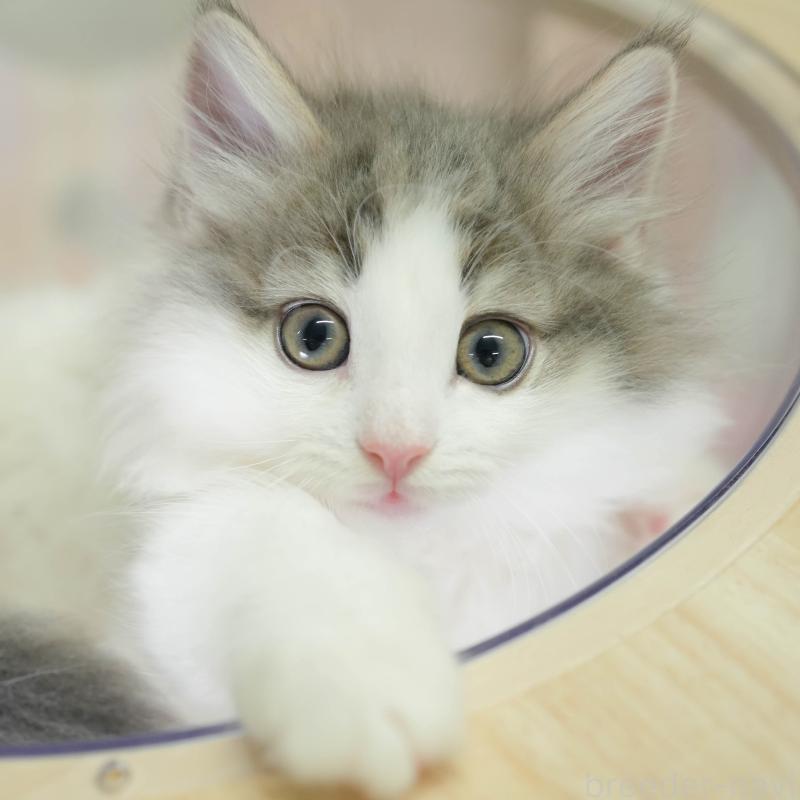 販売中の埼玉県のノルウェージャンフォレストキャット-135960の3枚目