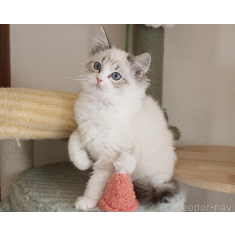 販売中の山梨県のラグドール-131653の19枚目