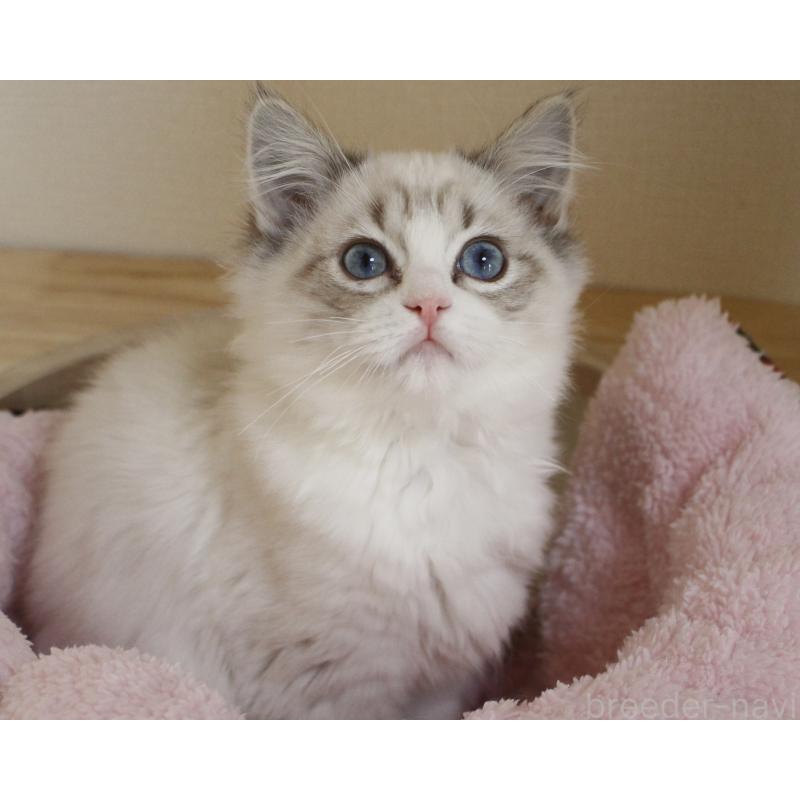 販売中の山梨県のラグドール-131653の18枚目