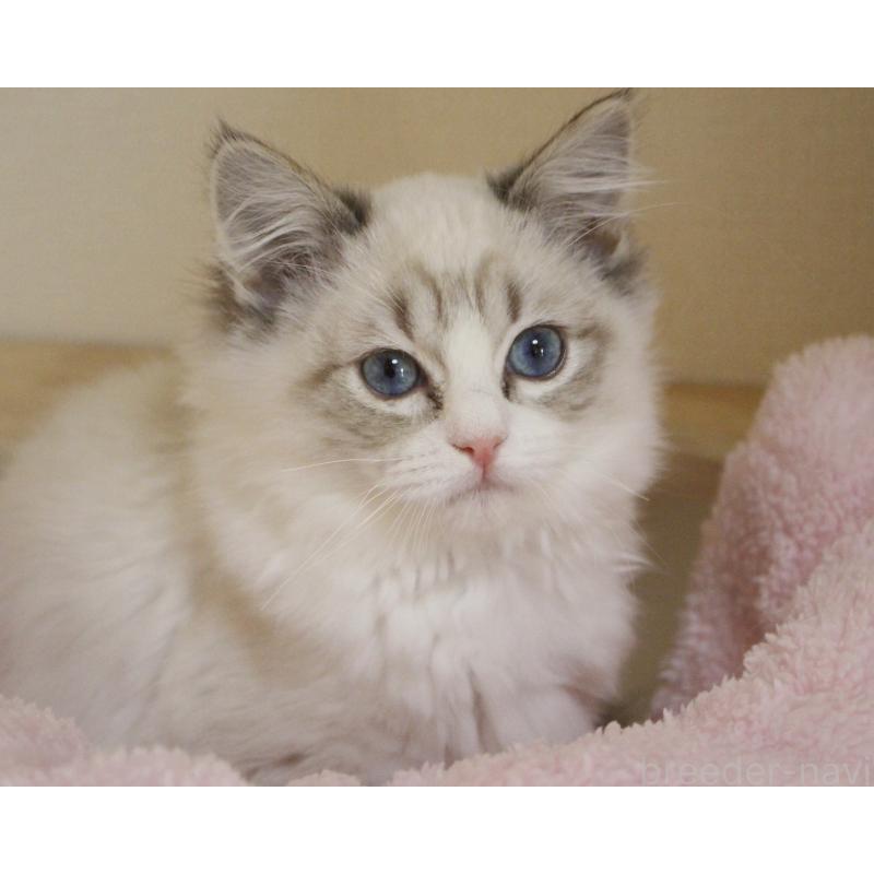 販売中の山梨県のラグドール-131653の17枚目