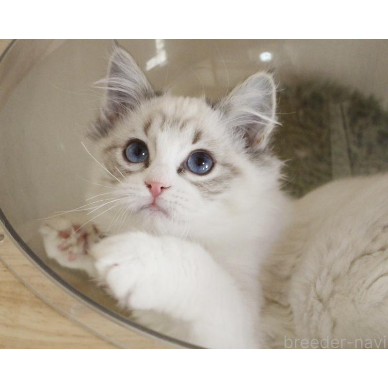 販売中の山梨県のラグドール-131653の16枚目