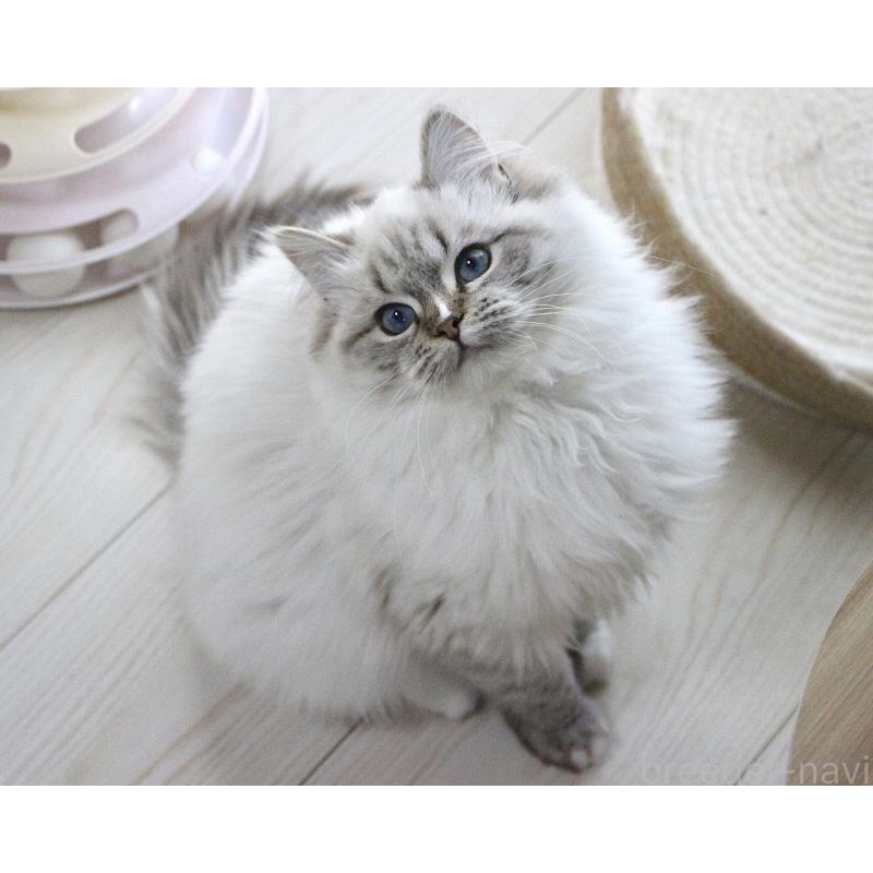 販売中の山梨県のラグドール-129973の2枚目