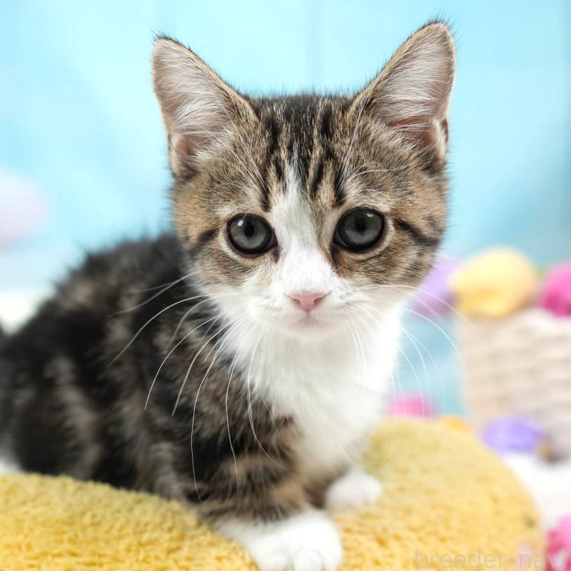 販売中の埼玉県のミヌエット-135962