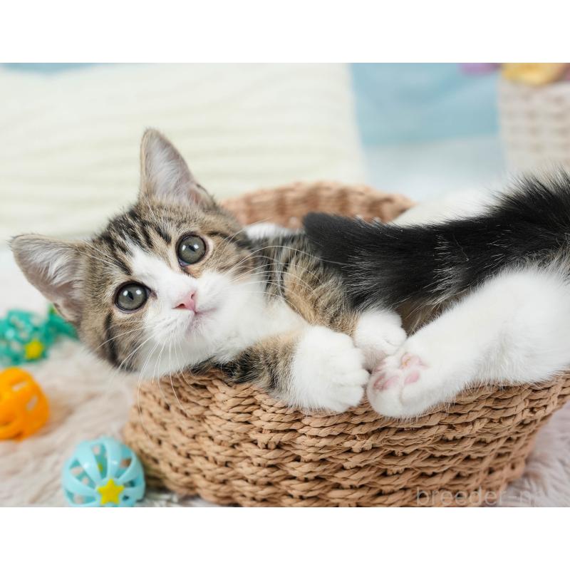 販売中の埼玉県のミヌエット-135962の11枚目