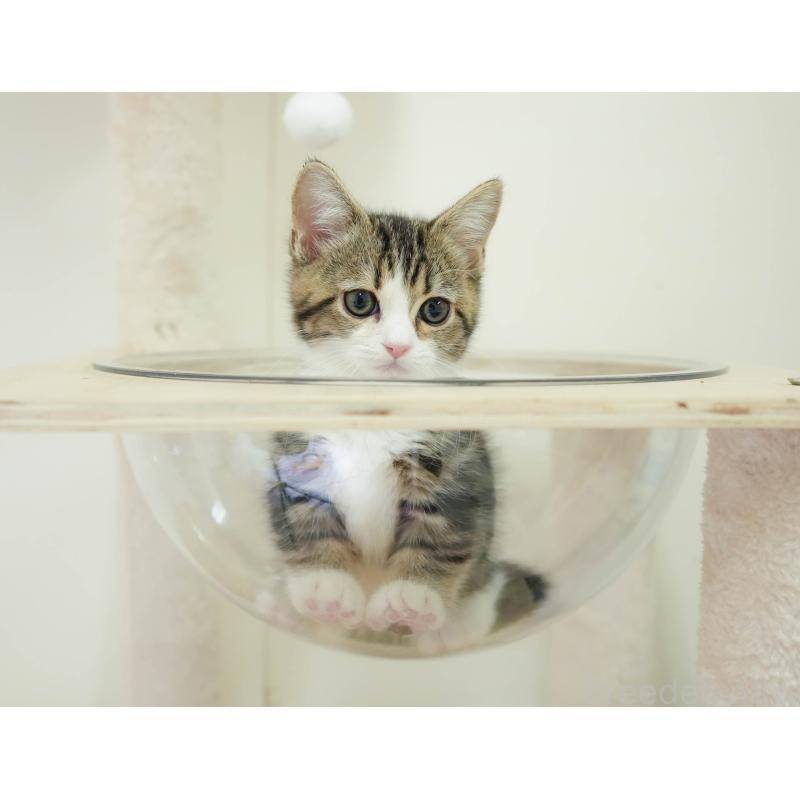 販売中の埼玉県のミヌエット-135962の10枚目