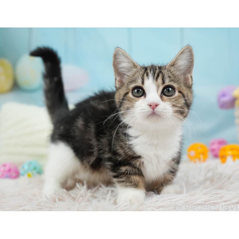 販売中の埼玉県のミヌエット-135962の9枚目