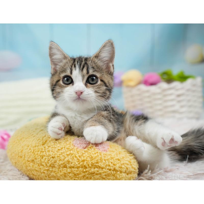 販売中の埼玉県のミヌエット-135962の8枚目