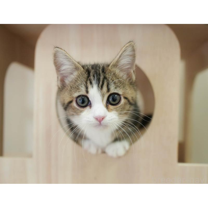 販売中の埼玉県のミヌエット-135962の6枚目