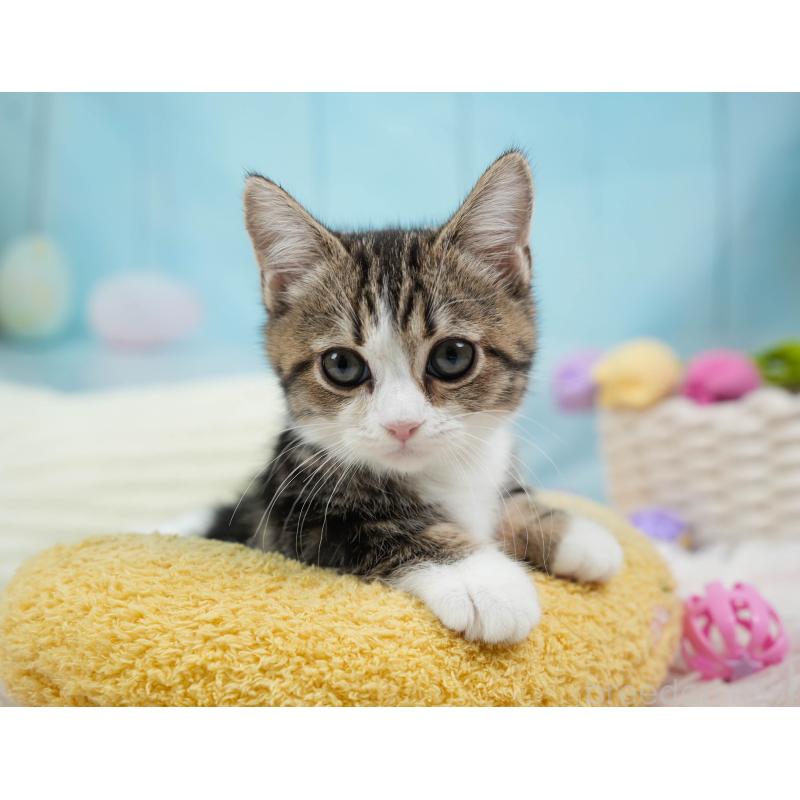 販売中の埼玉県のミヌエット-135962の5枚目