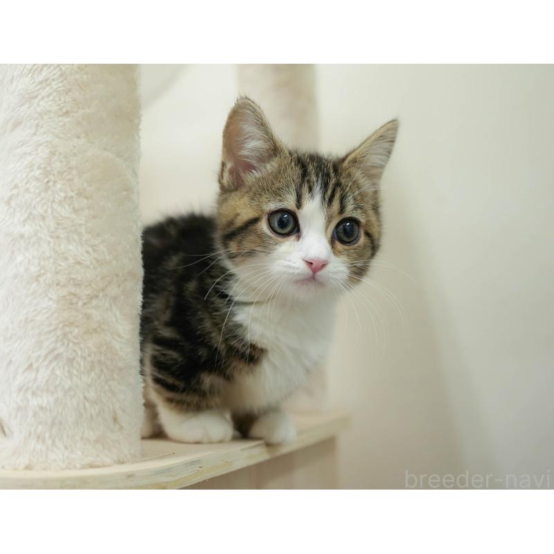 販売中の埼玉県のミヌエット-135962の4枚目