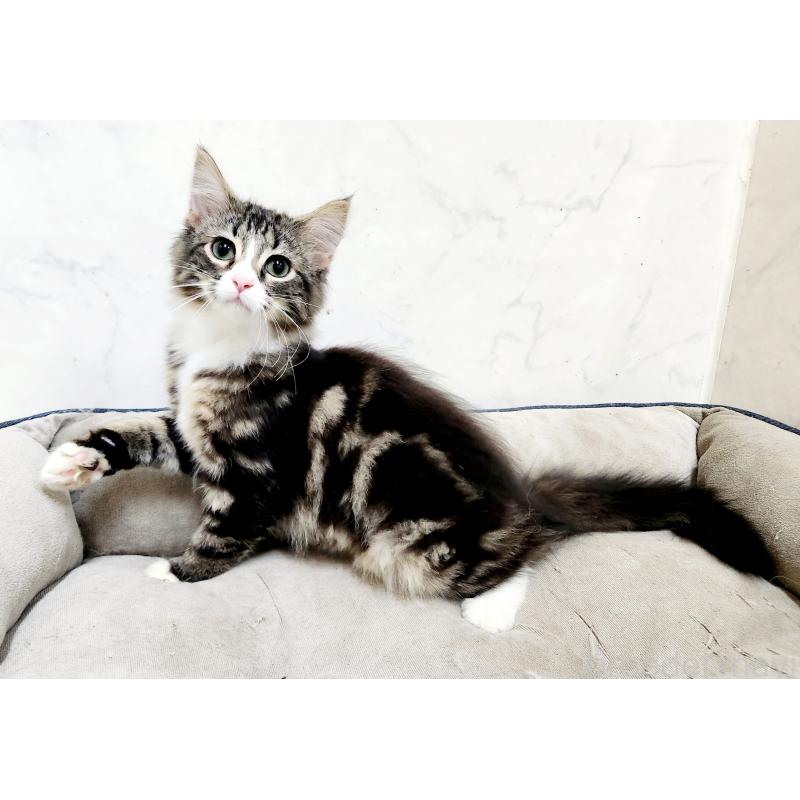 販売中の北海道のノルウェージャンフォレストキャット-135961の6枚目