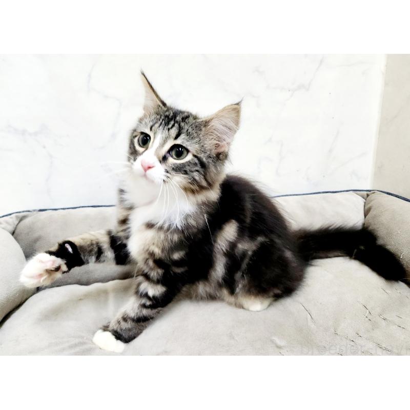 販売中の北海道のノルウェージャンフォレストキャット-135961の5枚目