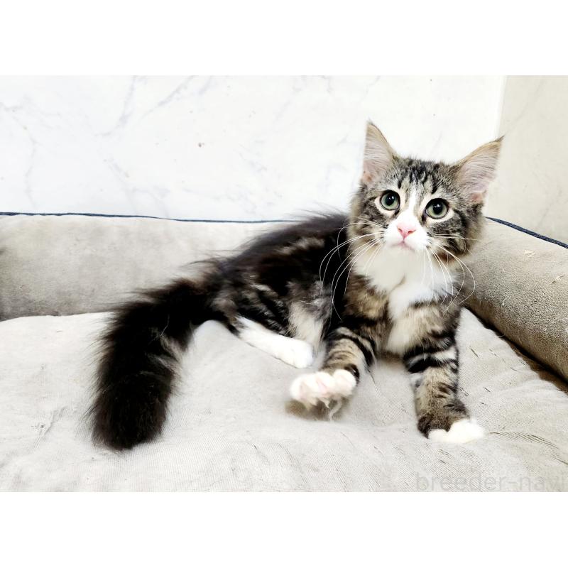 販売中の北海道のノルウェージャンフォレストキャット-135961の4枚目