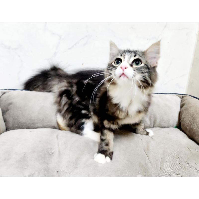 販売中の北海道のノルウェージャンフォレストキャット-135961の3枚目