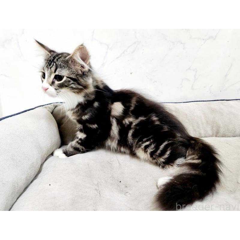 販売中の北海道のノルウェージャンフォレストキャット-135961の2枚目