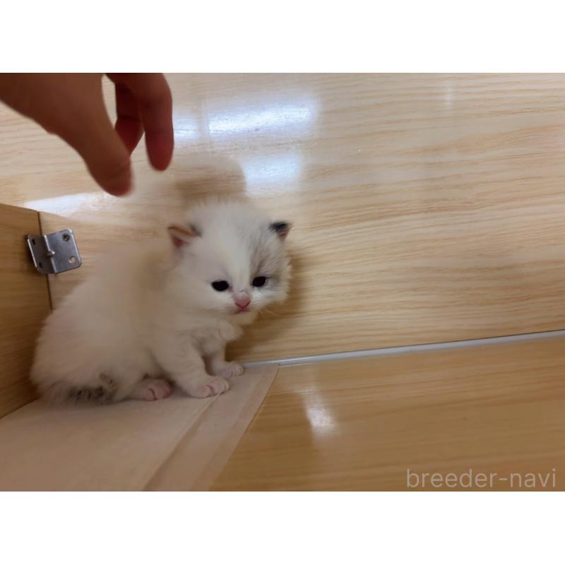 販売中の静岡県のラグドール-135963の5枚目