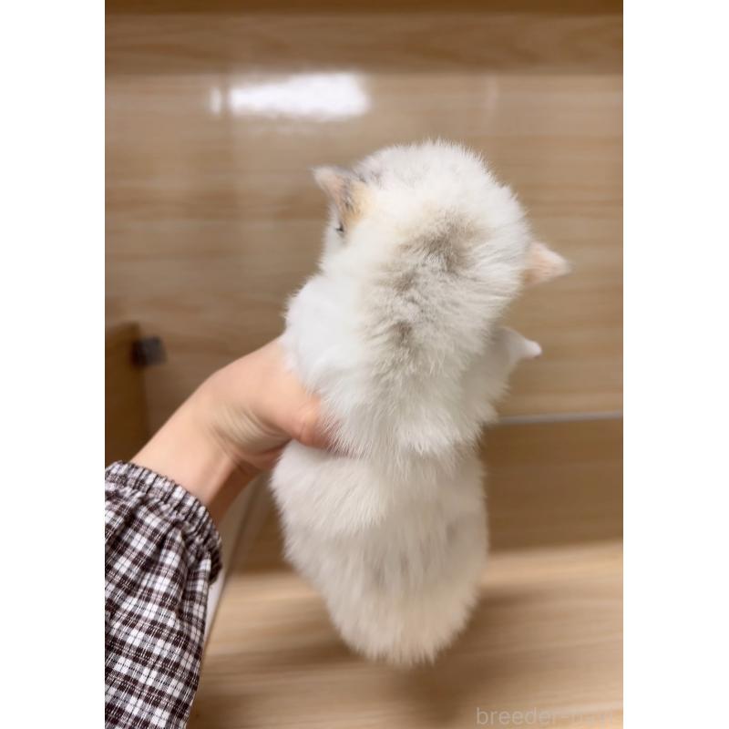 販売中の静岡県のラグドール-135963の3枚目