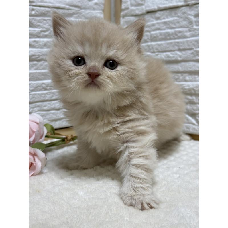 成約済の栃木県のブリティッシュロングヘア-135447の3枚目