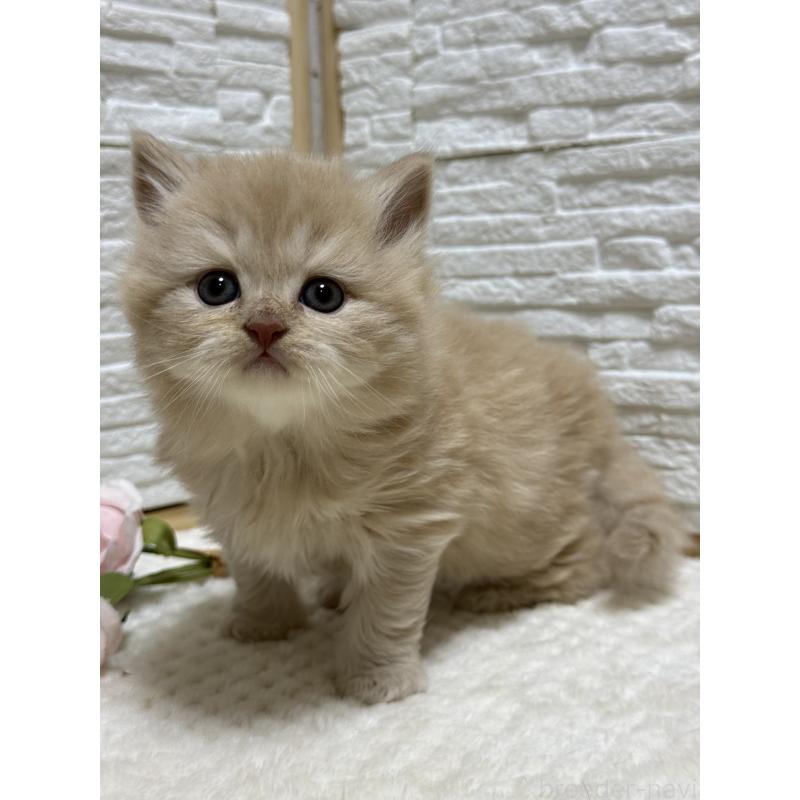 成約済の栃木県のブリティッシュロングヘア-135445の3枚目