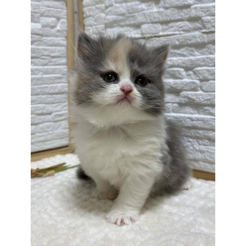 成約済の栃木県のブリティッシュロングヘア-135444の5枚目