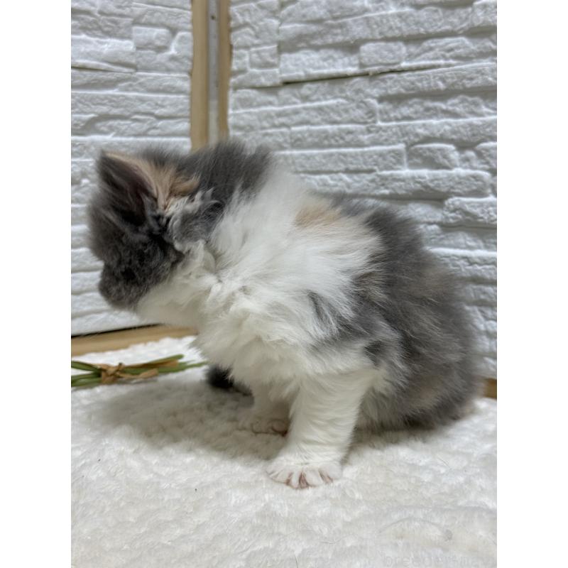 成約済の栃木県のブリティッシュロングヘア-135444の4枚目