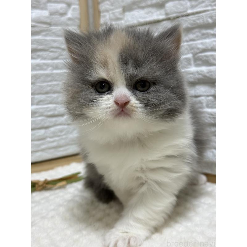 成約済の栃木県のブリティッシュロングヘア-135444の3枚目