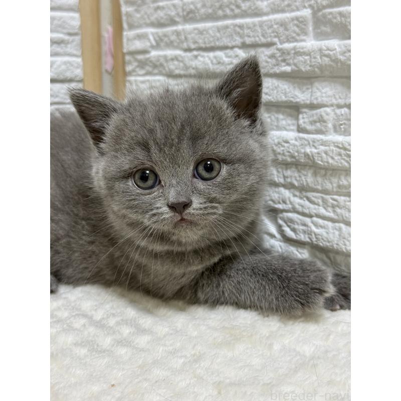 販売中ののブリティッシュショートヘア-134260
