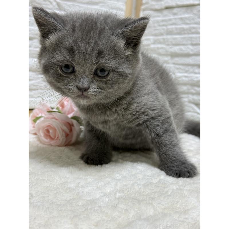 成約済の栃木県のブリティッシュショートヘア-134261の2枚目