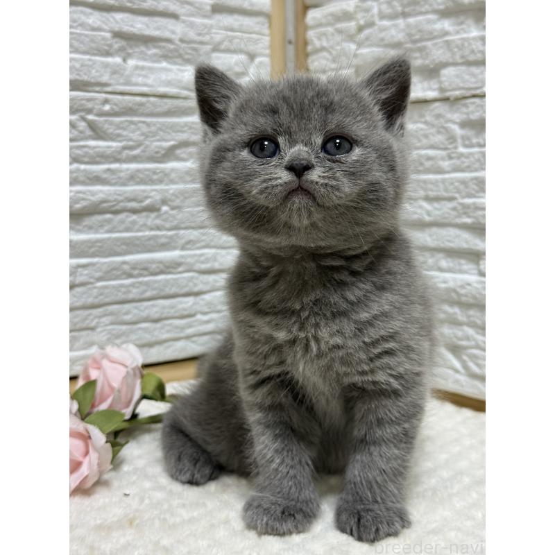 成約済の栃木県のブリティッシュショートヘア-134262の3枚目