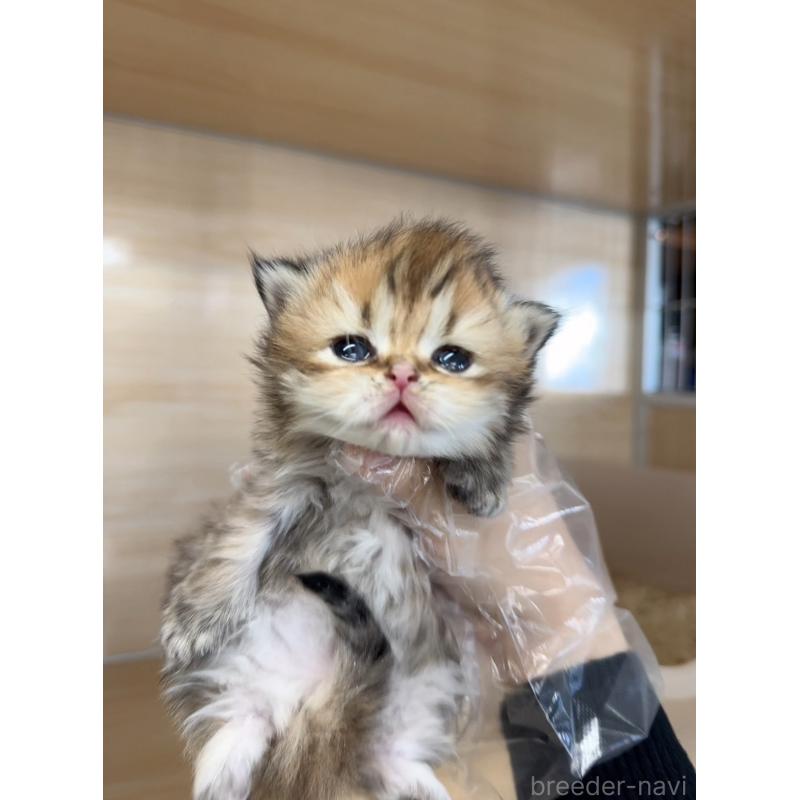 販売中の静岡県のミヌエット-135964の5枚目