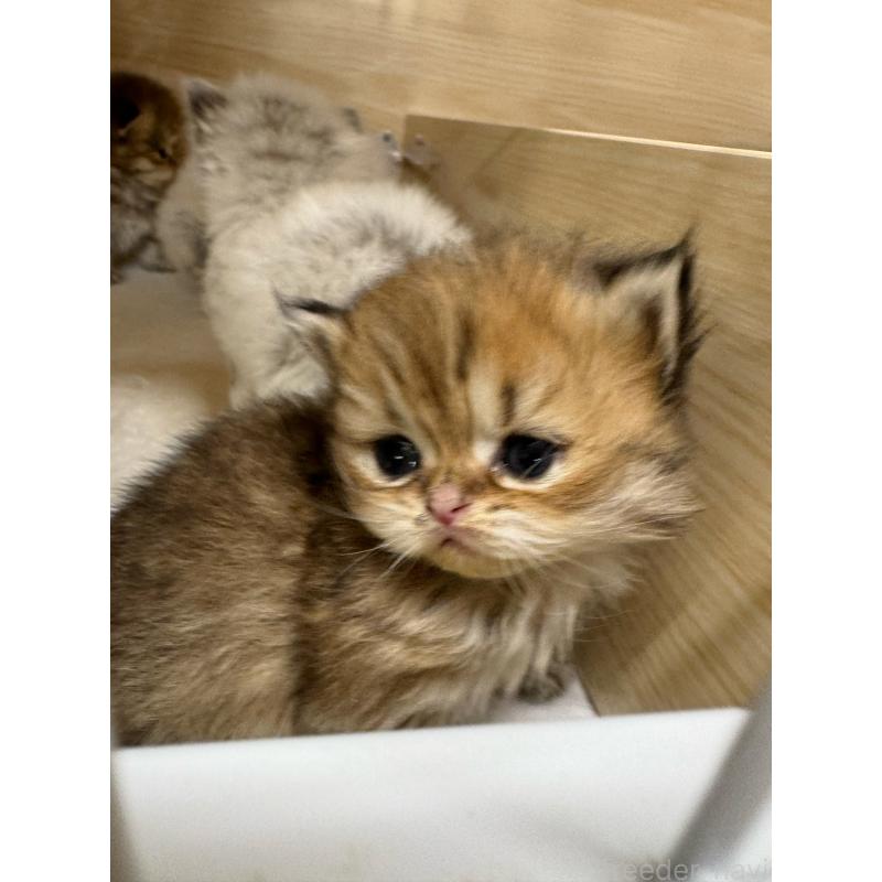 販売中の静岡県のミヌエット-135964の4枚目