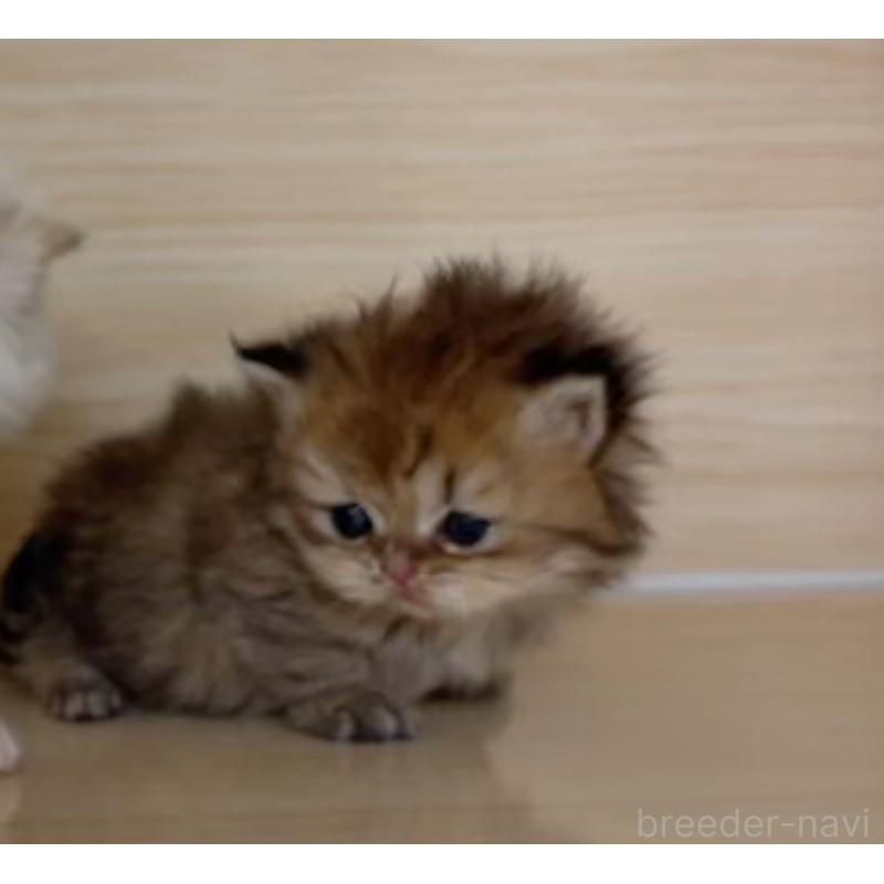 販売中の静岡県のミヌエット-135964の3枚目