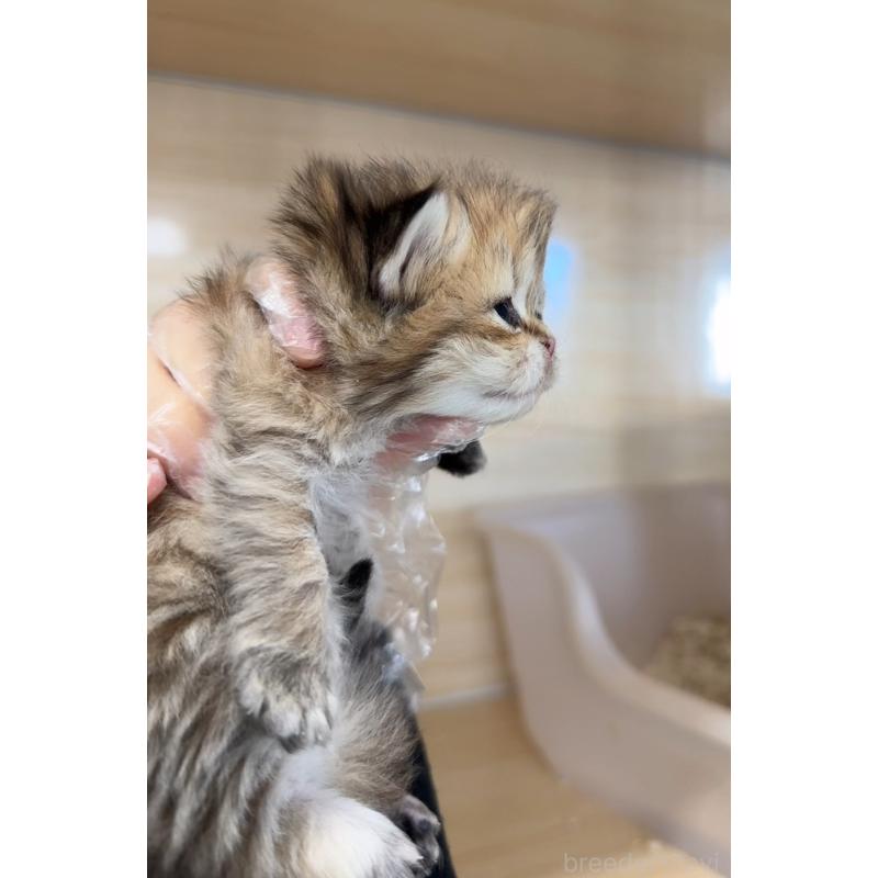 販売中の静岡県のミヌエット-135964の2枚目