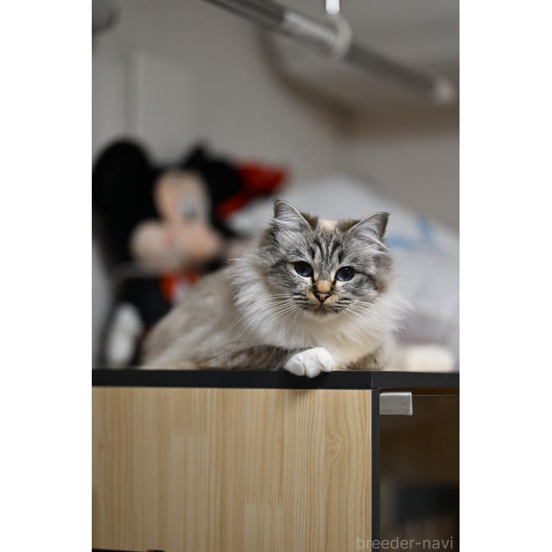 Utopia(ウトピア)ちゃん1枚目