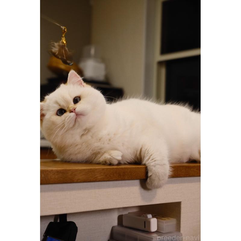 成約済の広島県のブリティッシュショートヘア-135828の11枚目