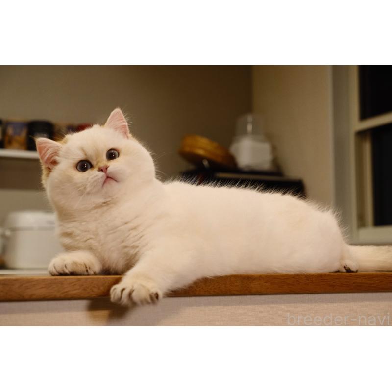 成約済の広島県のブリティッシュショートヘア-135828の10枚目